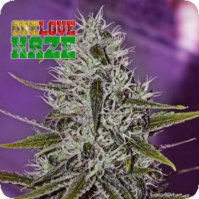 One Love Haze by Little Pepe Feminised Seeds
